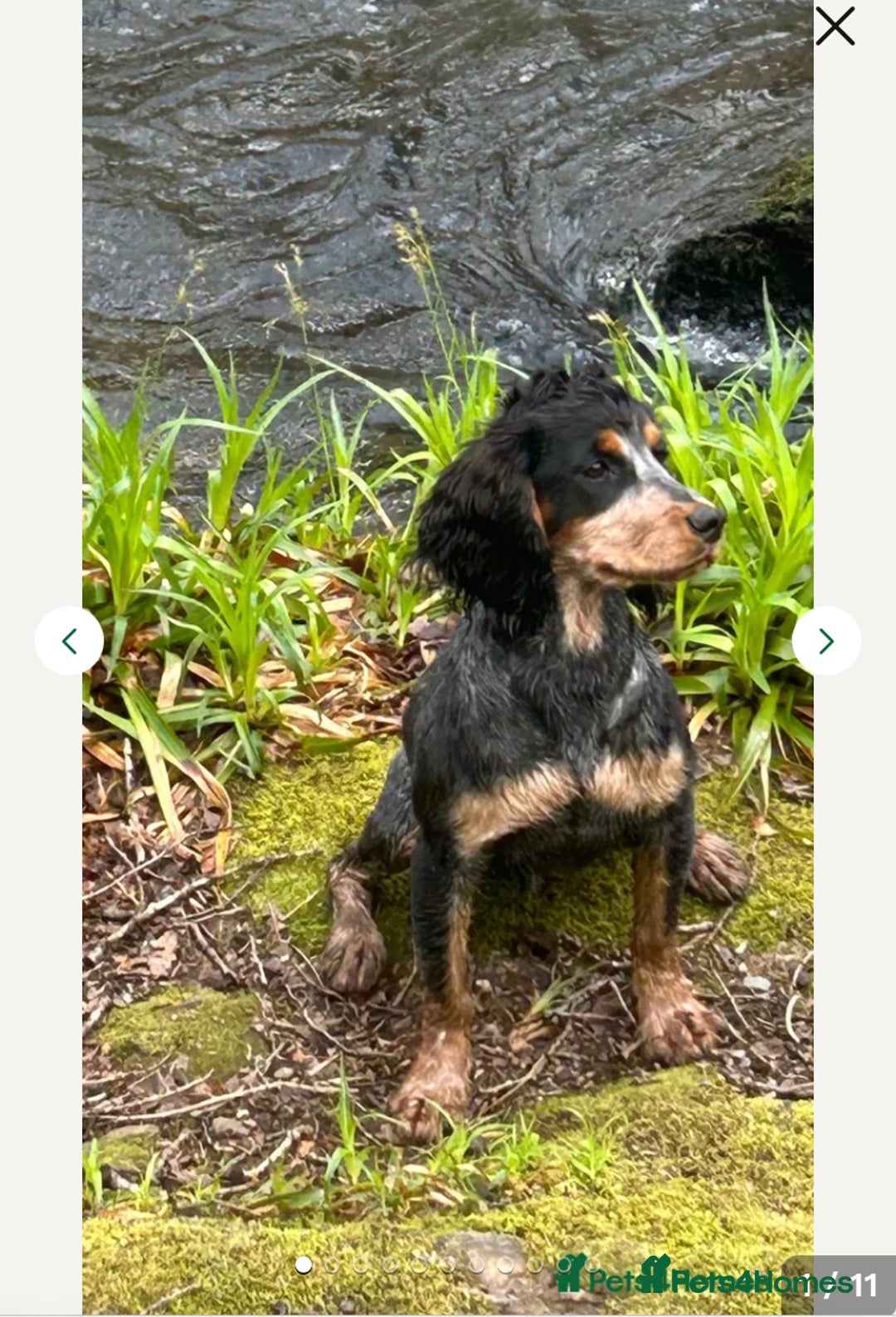 Cockapoo dogs for sale: Cockapoo F1b - Advert 4