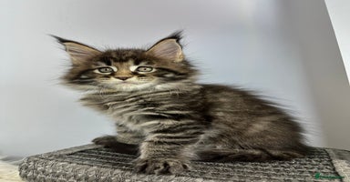 Maine Coon cats - Advert 16
