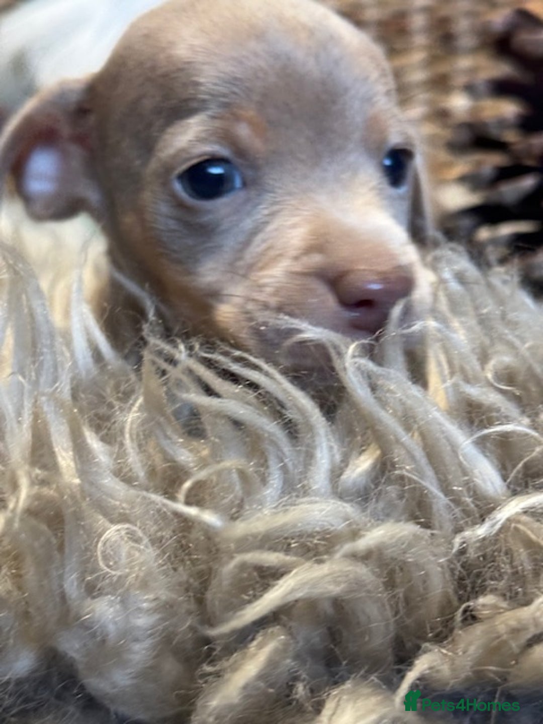 Jack Russell dogs for sale: STUNNING MINIATURE JRT's FOR SALE - Advert 10