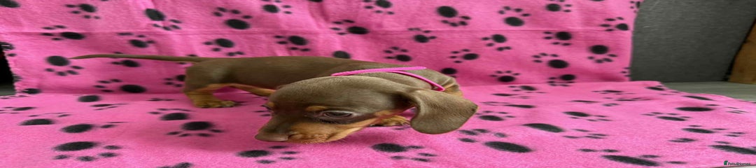 Miniature Dachshund Puppy 4