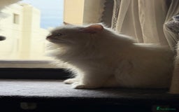 Persian cats for sale: Pashmi - Image 2