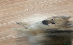 Pomeranian dogs for sale: Pomeranian sable  - Image 3