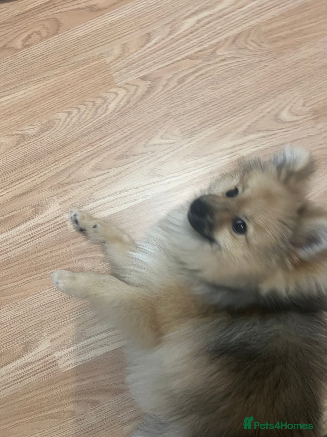 Pomeranian dogs for sale: Pomeranian sable  - Image 3