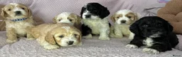 Cockapoo dogs for sale: Cockerpoo puppies READY NOW ! - Advert 16