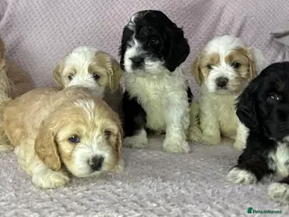 Cockapoo dogs Cockerpoo puppies - Advert 3