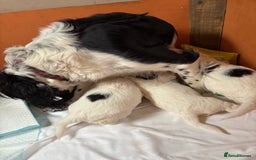 Sproodle dogs for sale: Spoodles - Image 15