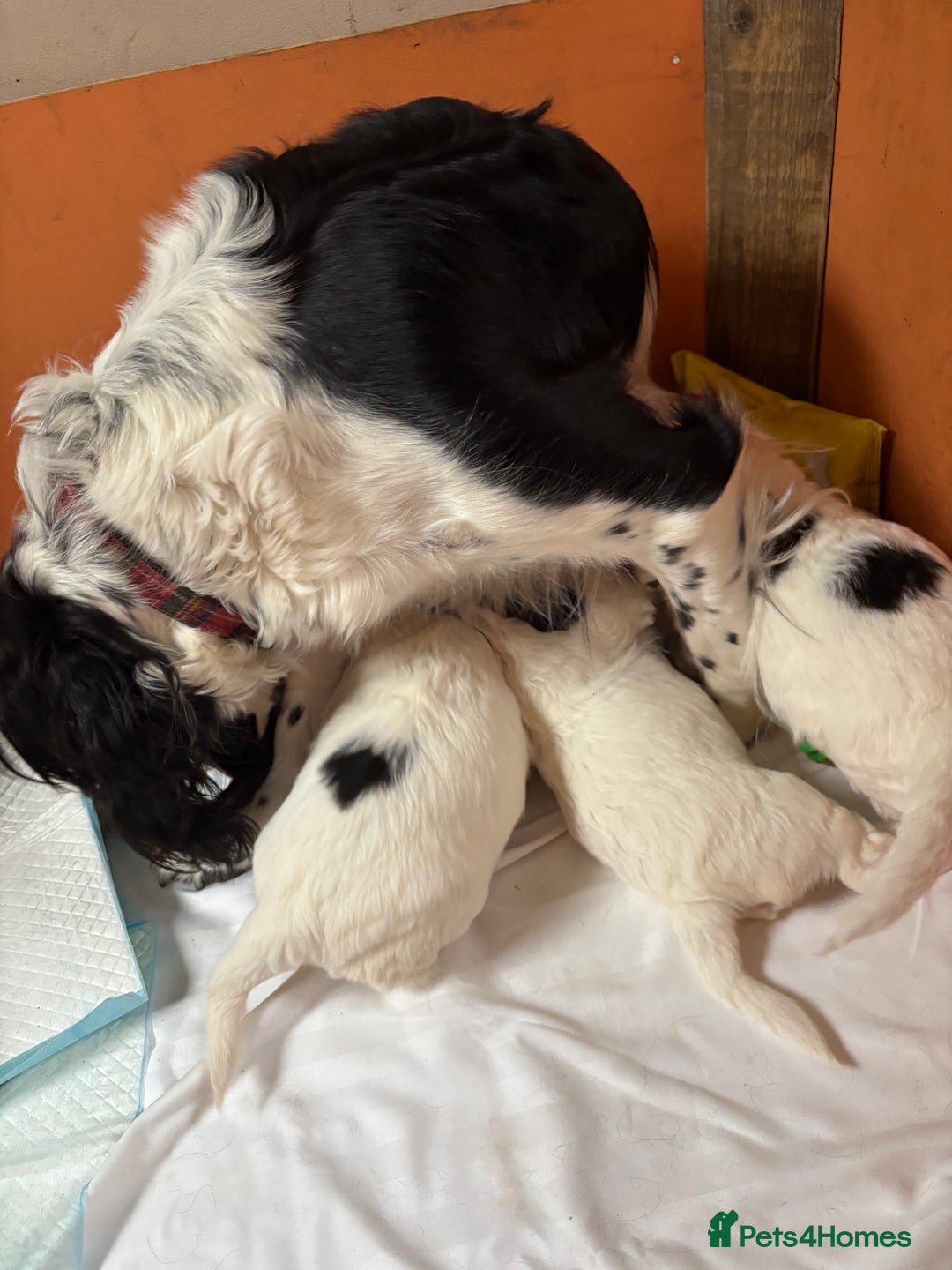 Sproodle dogs for sale: Spoodles - Image 15
