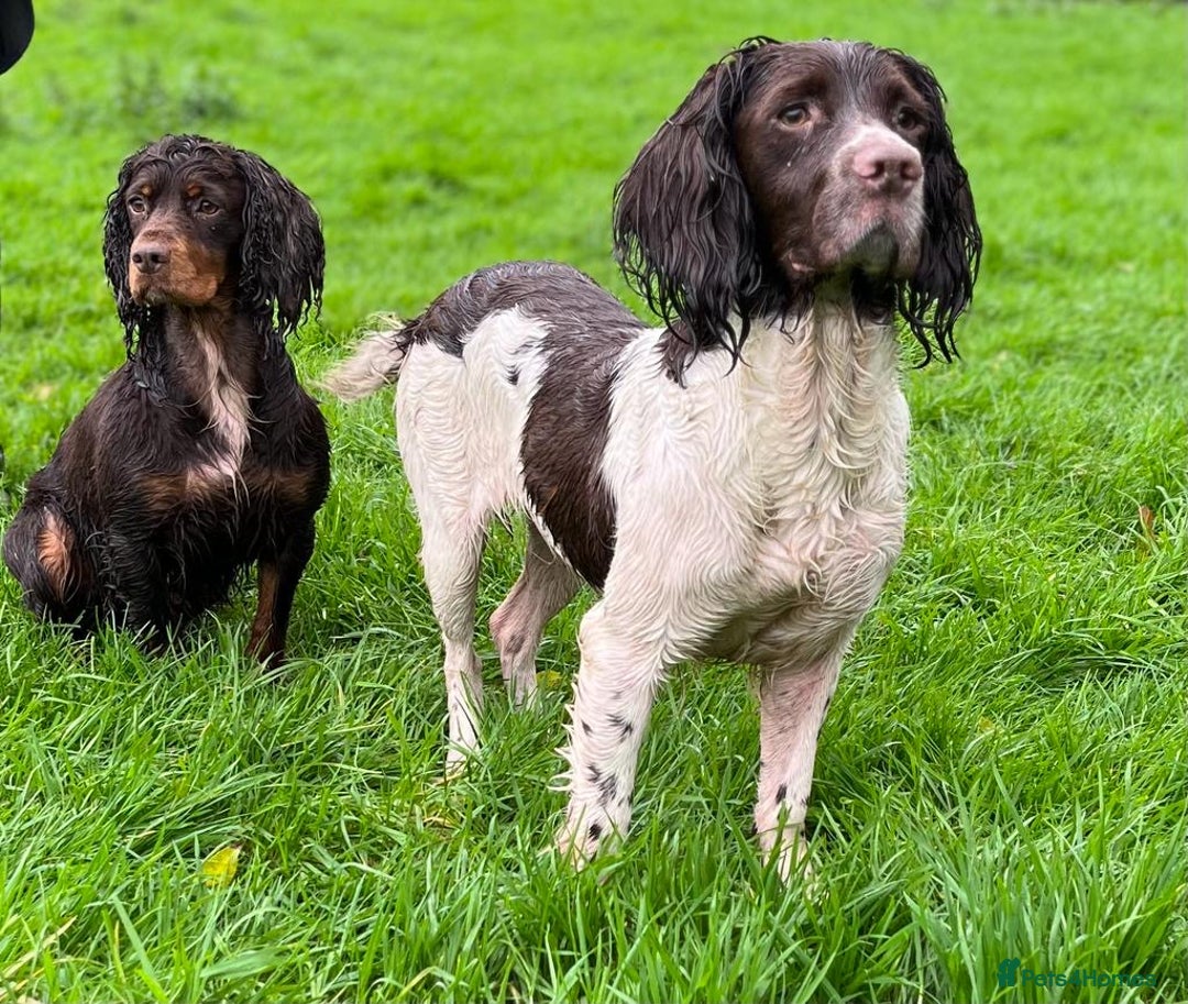 English Springer Spaniel dogs for sale: KC Working Springer Spaniel Puppies - Image 16