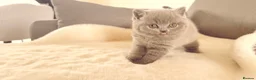 British Shorthair cats for sale: Blue British short hair babies for sale  - Advert 18