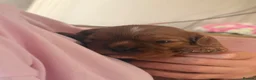 Cavalier King Charles Spaniel dogs for sale: Ruby red King Charles Cavalier - Advert 1