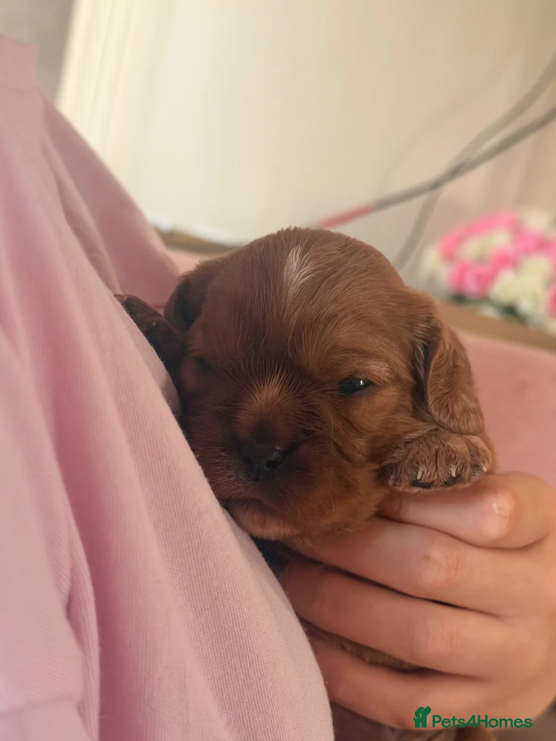 Cavalier King Charles Spaniel dogs for sale: Ruby red King Charles Cavalier - Advert 1