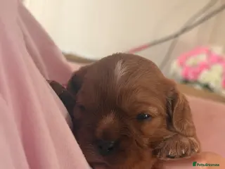 Cavalier King Charles Spaniel dogs Ruby red King Charles Cavalier - Advert 6