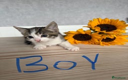 Mixed Breed cats for sale: Three beautiful kittens  - Image 6