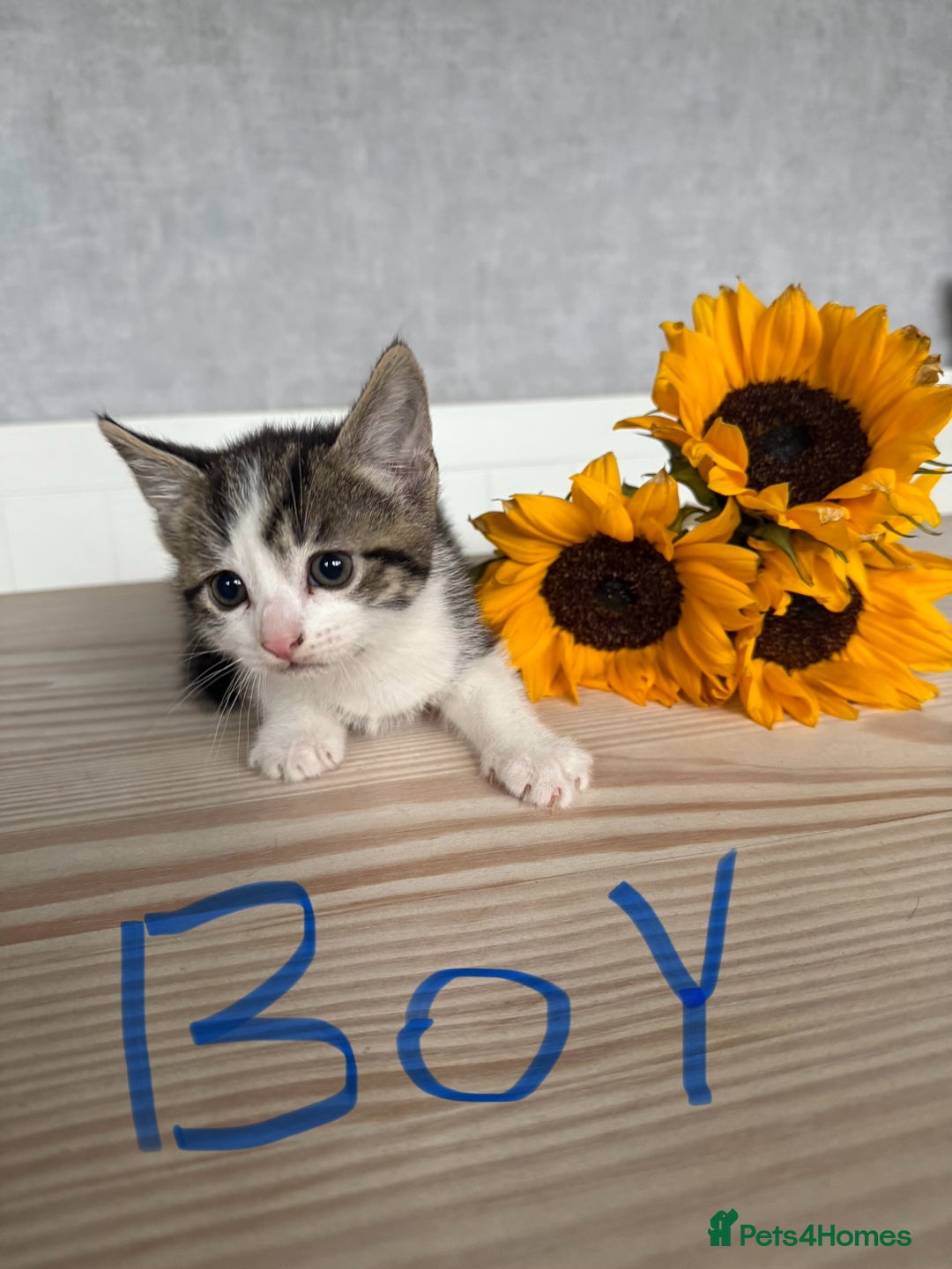 Mixed Breed cats for sale: Three beautiful kittens  - Image 6