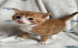 Maine Coon cats for sale: Main coon x  - Image 8