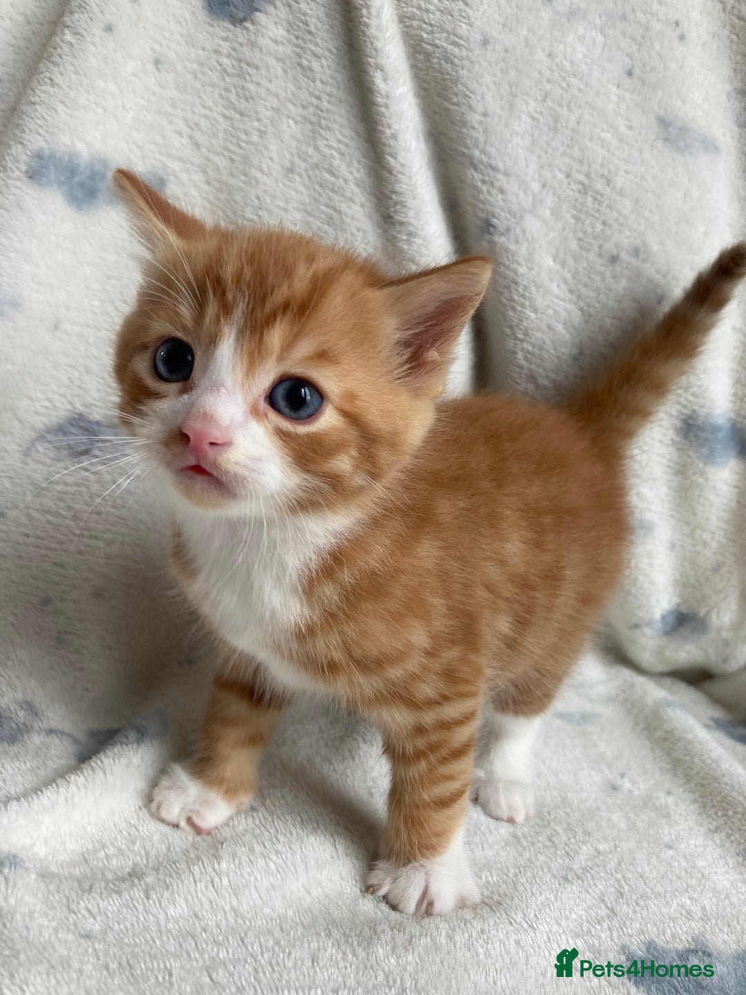 Maine Coon cats for sale: Main coon x  - Image 8