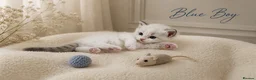 Ragdoll cats for sale: Stunning Ragdoll Kittens – Boys Only  - Advert 7