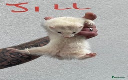 Ferret rodents for sale: Kits for sale - Image 1