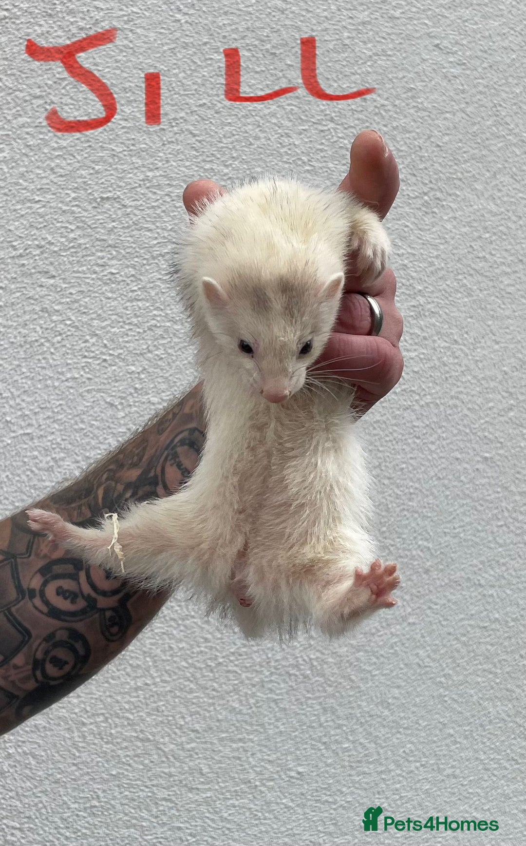 Ferret rodents for sale: Kits for sale - Image 1