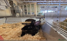 Rex rabbits for sale: Rex Rabbits  - Image 2