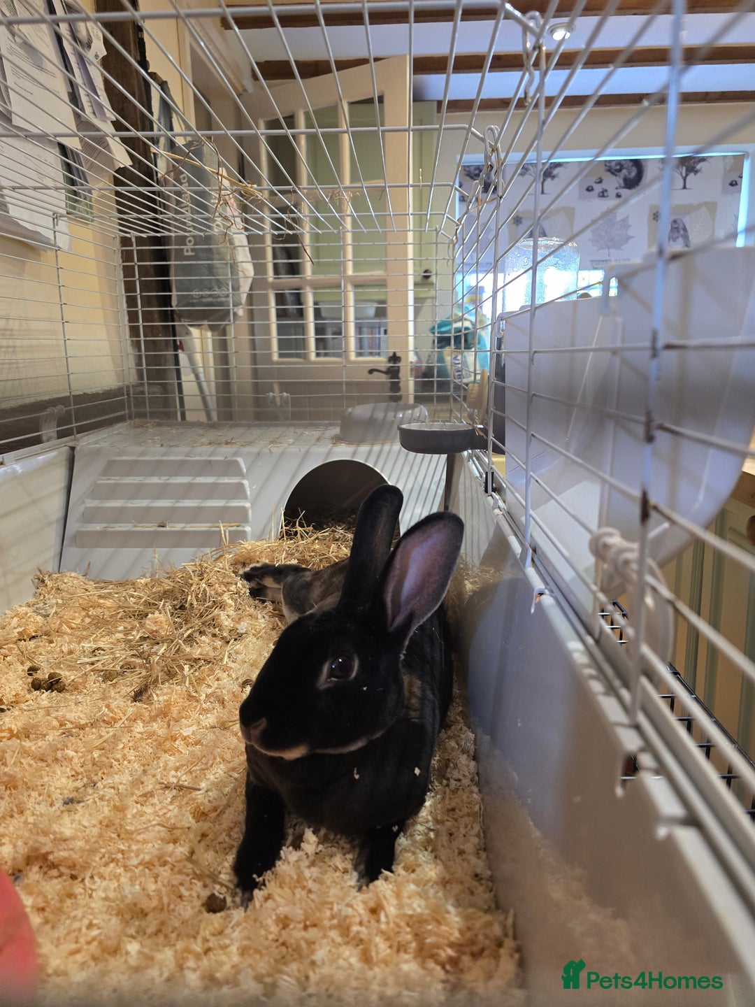 Rex rabbits for sale: Rex Rabbits  - Image 2