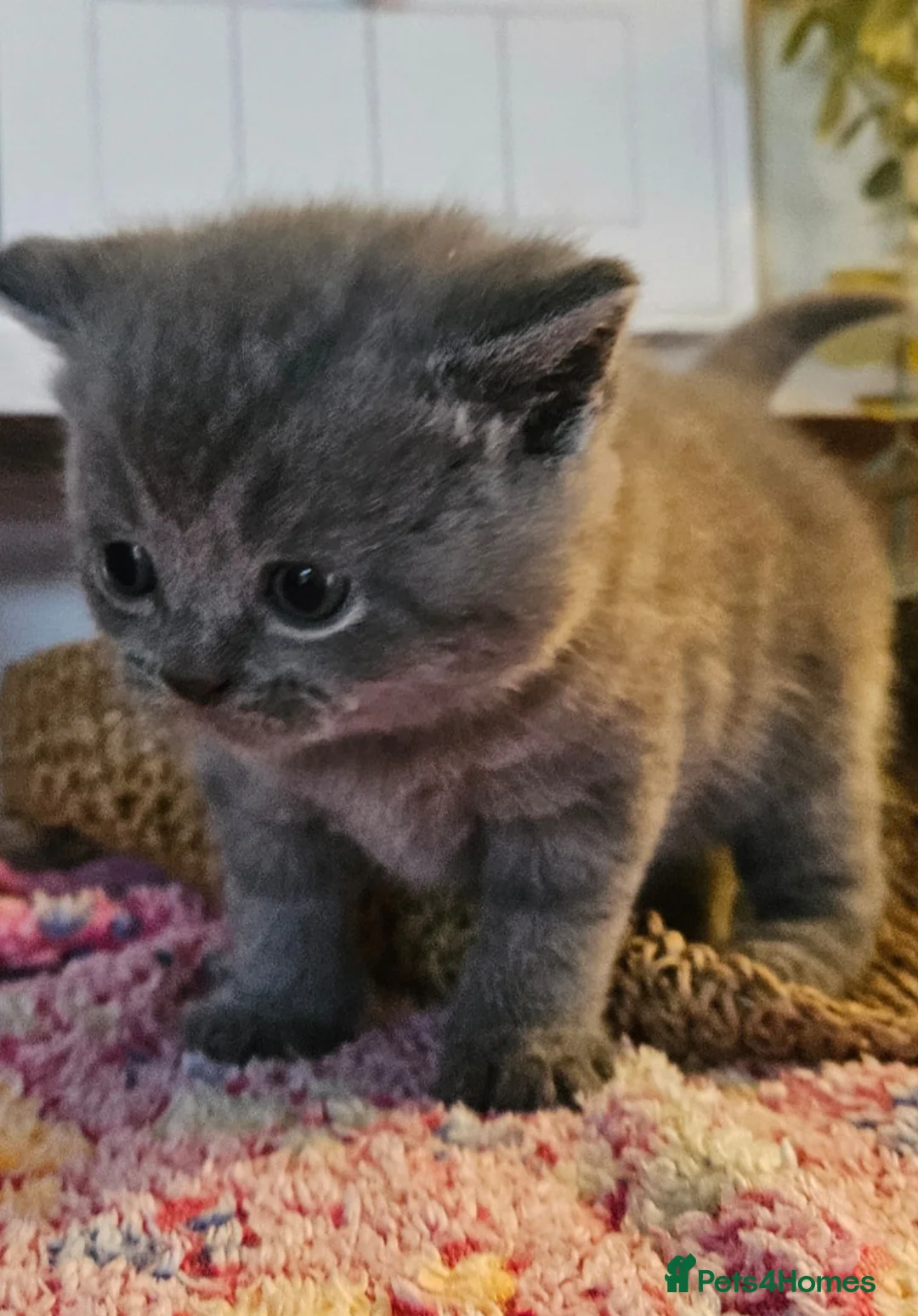 British Shorthair cats for sale: BRITISH SHORTHAIR X SCOTTISH FOLD - Advert 1