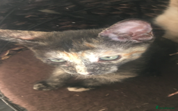 Sphynx cats for sale: Beautiful Sphynx x oriental kittens  - Image 7