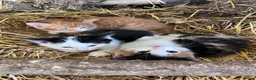 Mixed Breed cats for sale: Beautiful farm kittens for sale.  - Advert 10