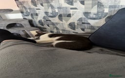 Mixed Breed cats for sale: Dolly  - Image 2