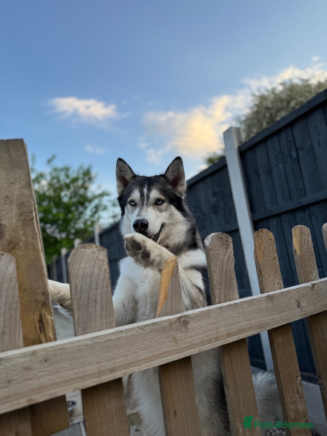 Siberian Husky dogs for stud: PROVEN KC Registered Siberian Husky Stud ONLY in Solihull - Image 1