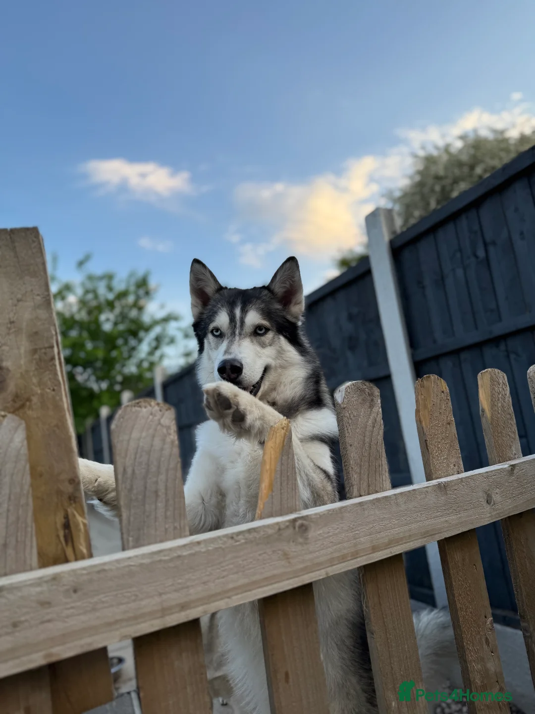 Siberian Husky dogs for stud: PROVEN KC Registered Siberian Husky Stud ONLY in Solihull - Advert 2