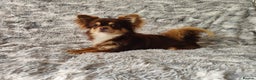 Chihuahua dogs for stud: STUD: Long Coat Chocolate Boy in Aldershot - Advert 9