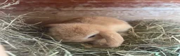 Mini Lop rabbits for sale: 2 mini lop bunnies - Advert 6