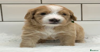 Double Doodle dogs - Advert 11