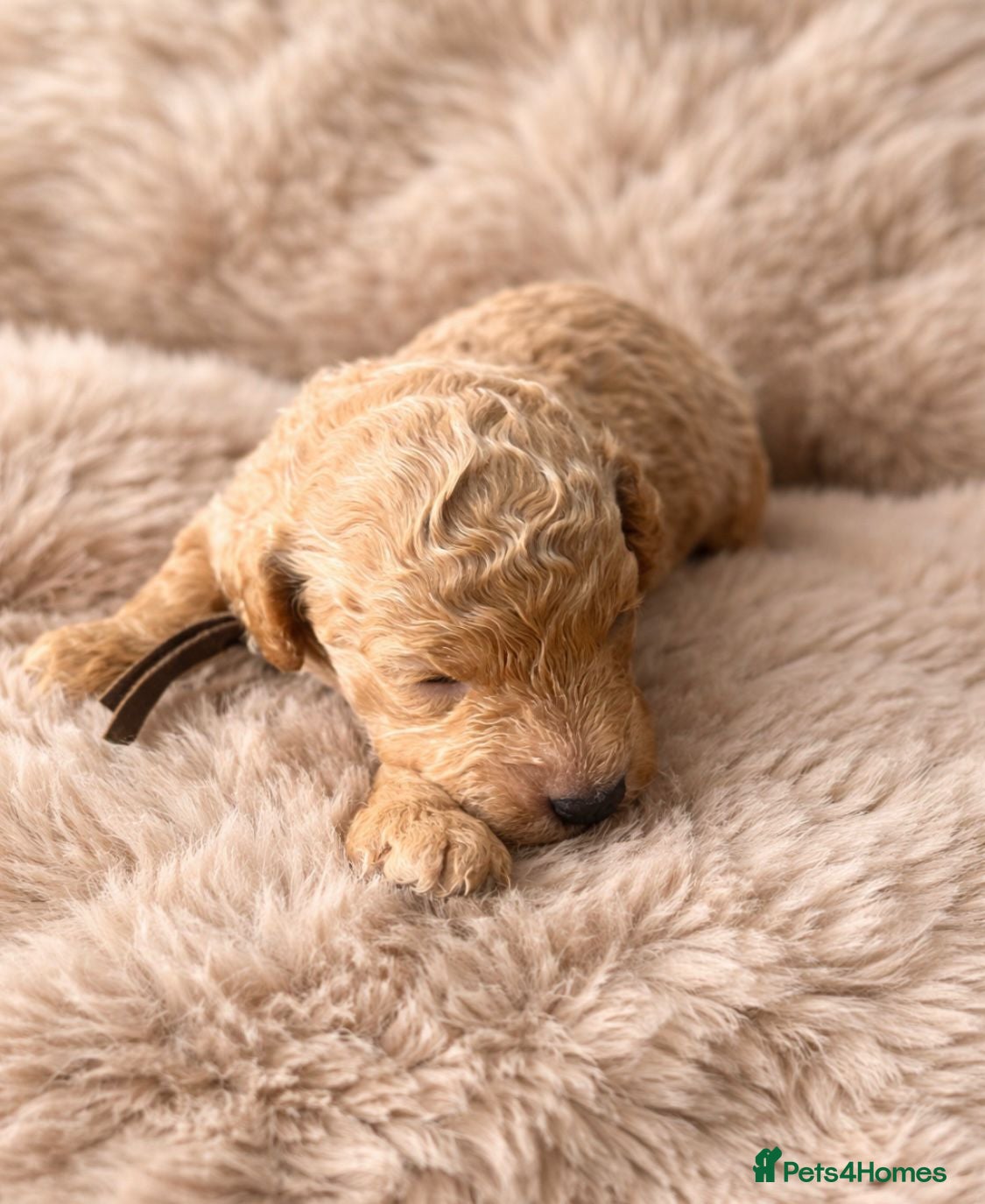 Toy Poodle dogs 🤎🐾 Beautiful Puppies Available 🤎🐾 - Advert 18