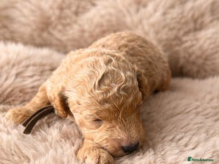 Toy Poodle dogs 🤎🐾 Beautiful Puppies Available 🤎🐾 - Advert 2