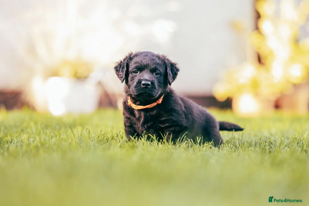 Labradoodle dogs for sale: Ready now! F2 Miniature double doodles - Advert 10