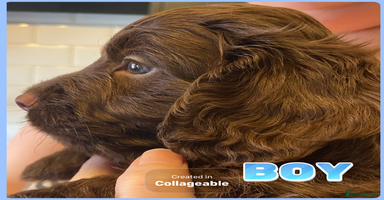 Cockapoo dogs - Advert 16
