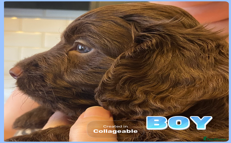 Cockapoo dogs - Advert 3