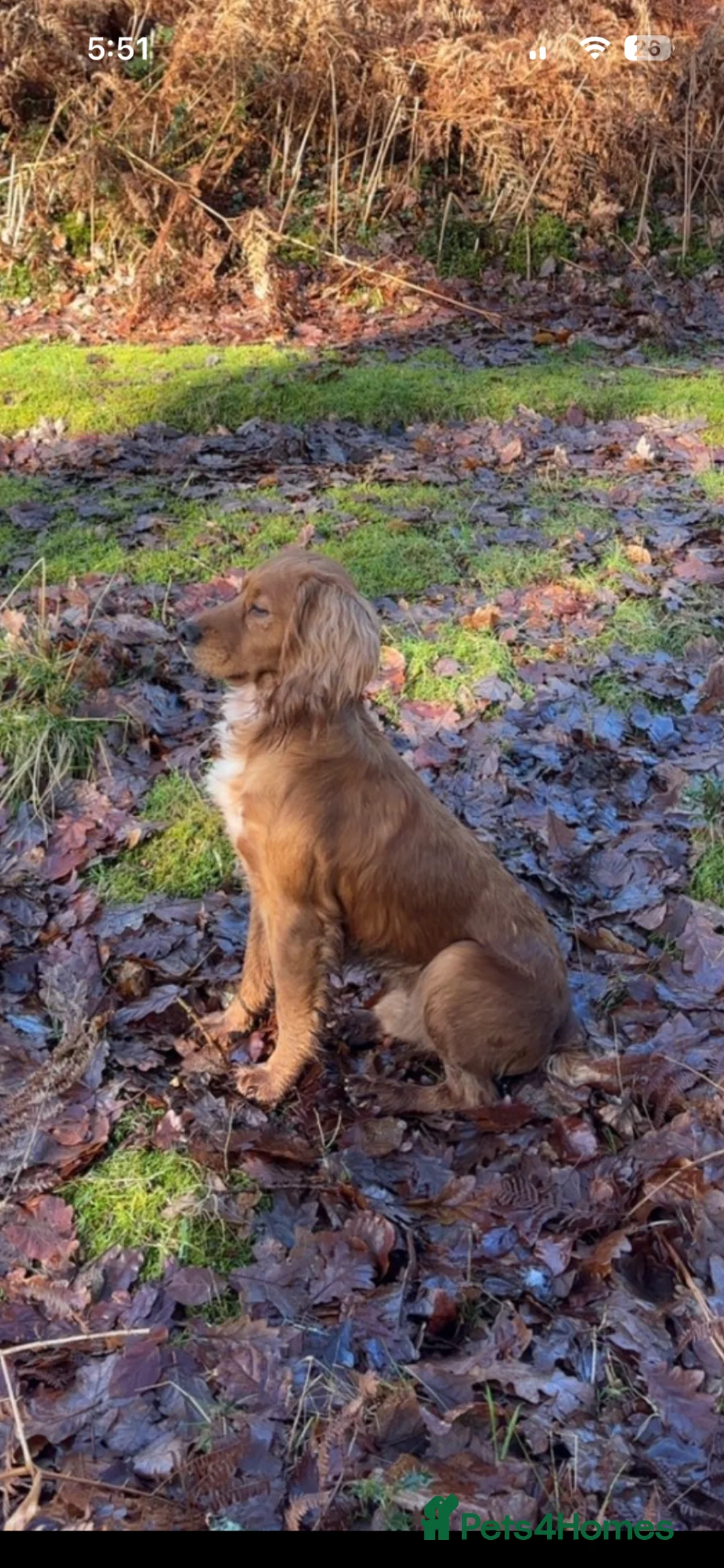 Cocker Spaniel dogs for sale: Cocker spaniel puppy’s  in Taunton - Advert 7