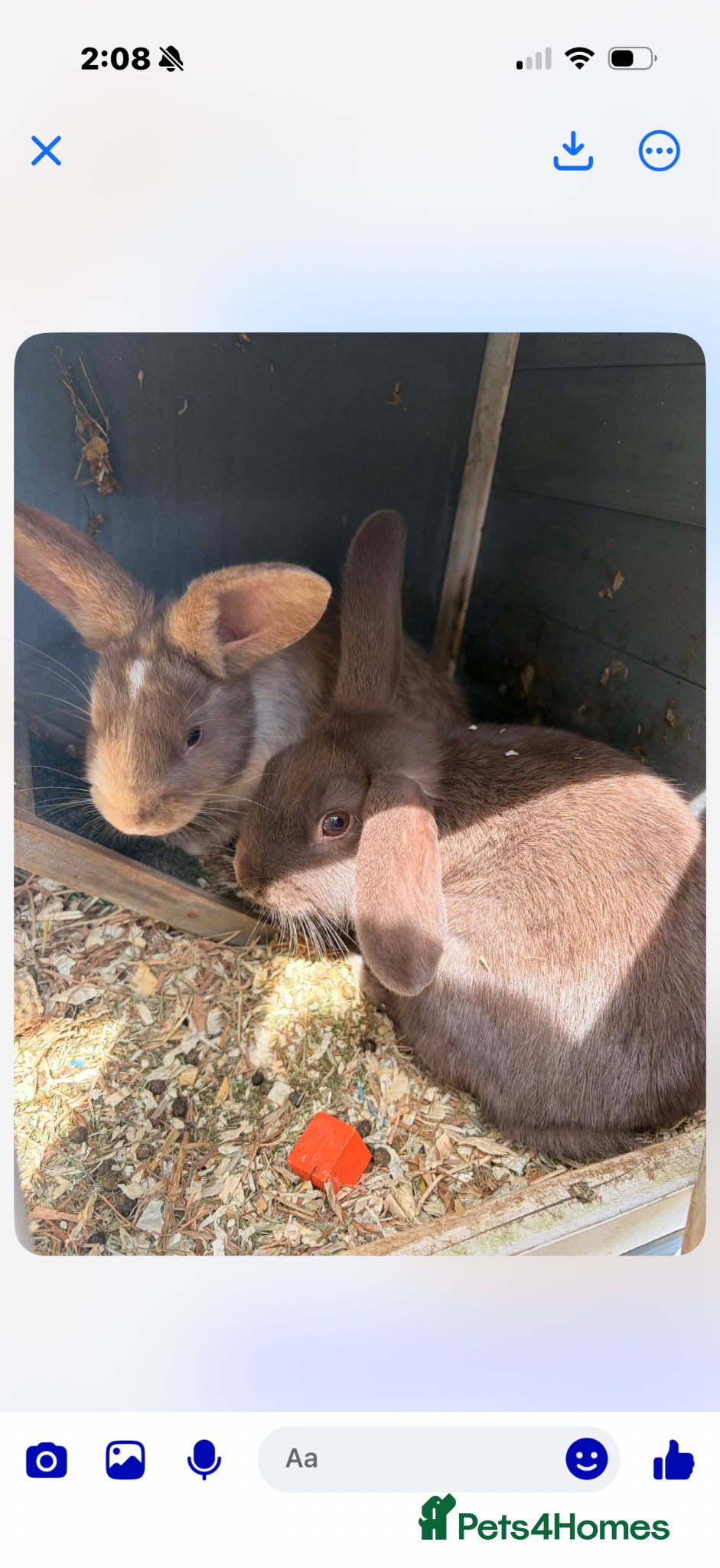 Mini Lop rabbits 2x Sister Mini Lops  - Advert 3