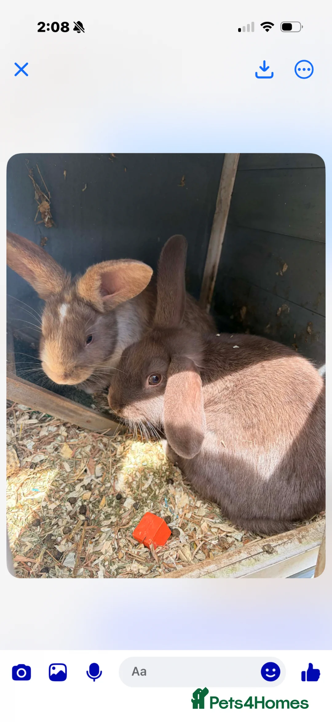 Mini Lop rabbits for sale: 2x Sister Mini Lops  in Bristol - Advert 1