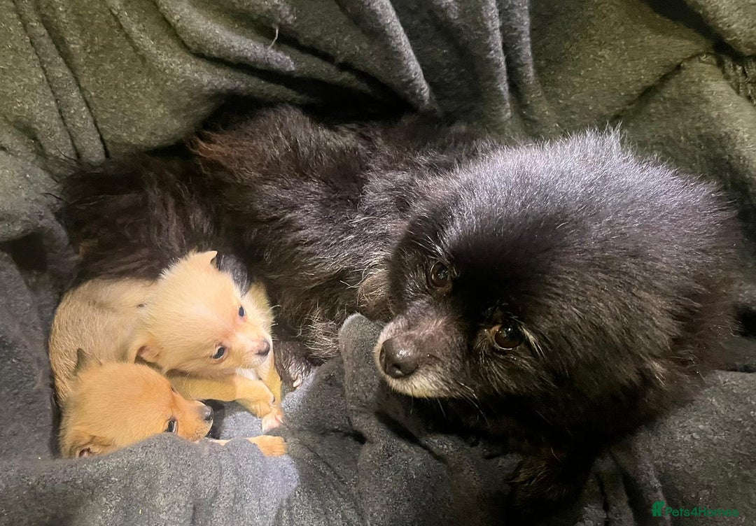 Pomchi dogs for sale: Pomeranian puppy's  - Advert 14