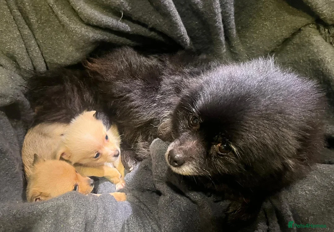 Pomchi dogs for sale: Pomeranian puppy's  - Advert 14