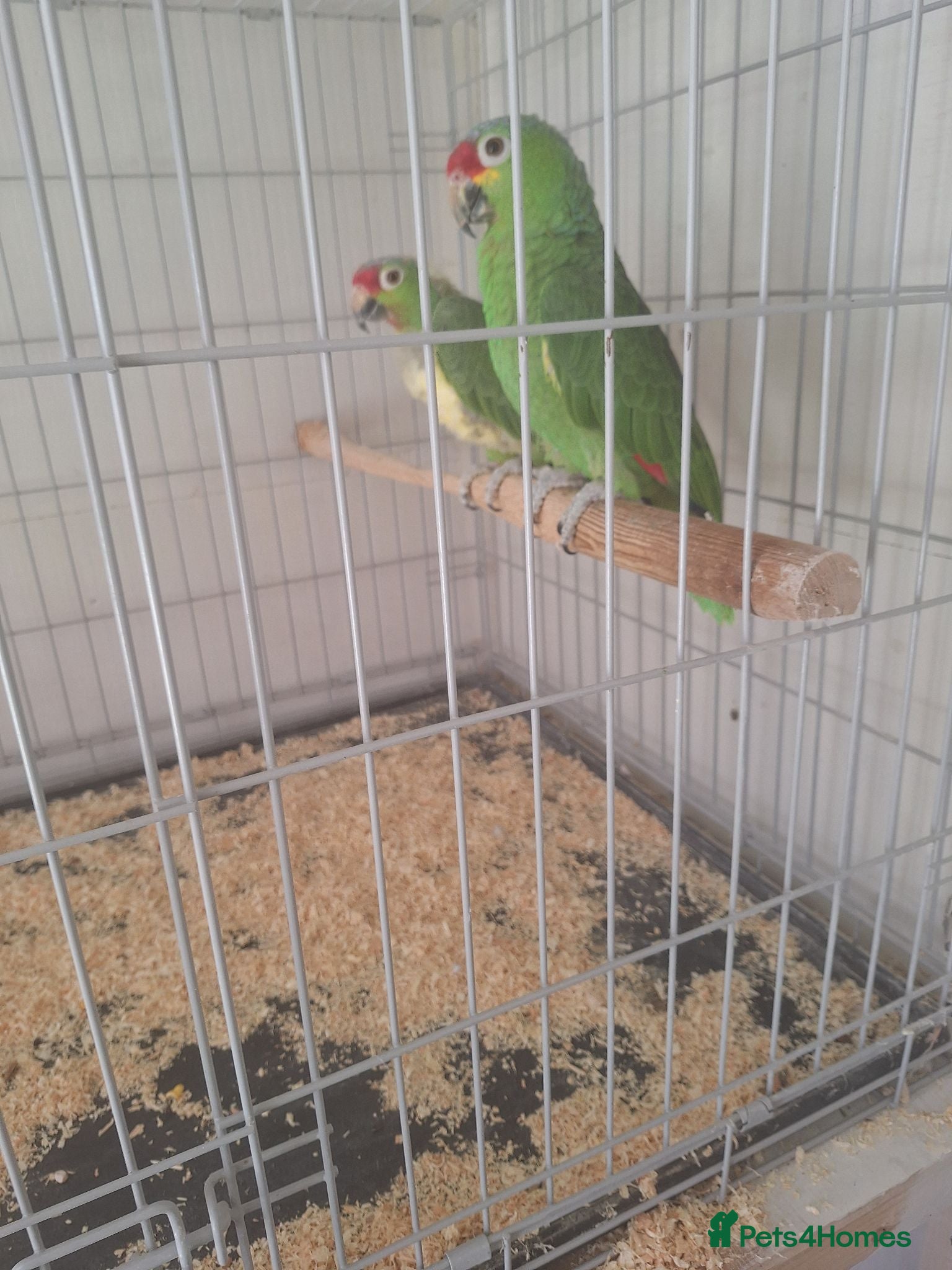 Parrots birds Pair of Red lored amazon for sale - Advert 1