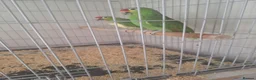 Parrots birds for sale: Pair of Red lored amazon for sale in Peterborough - Advert 1