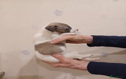 Whippet dogs for sale: Beautiful KC Reg Whippet Puppies - Advert 5