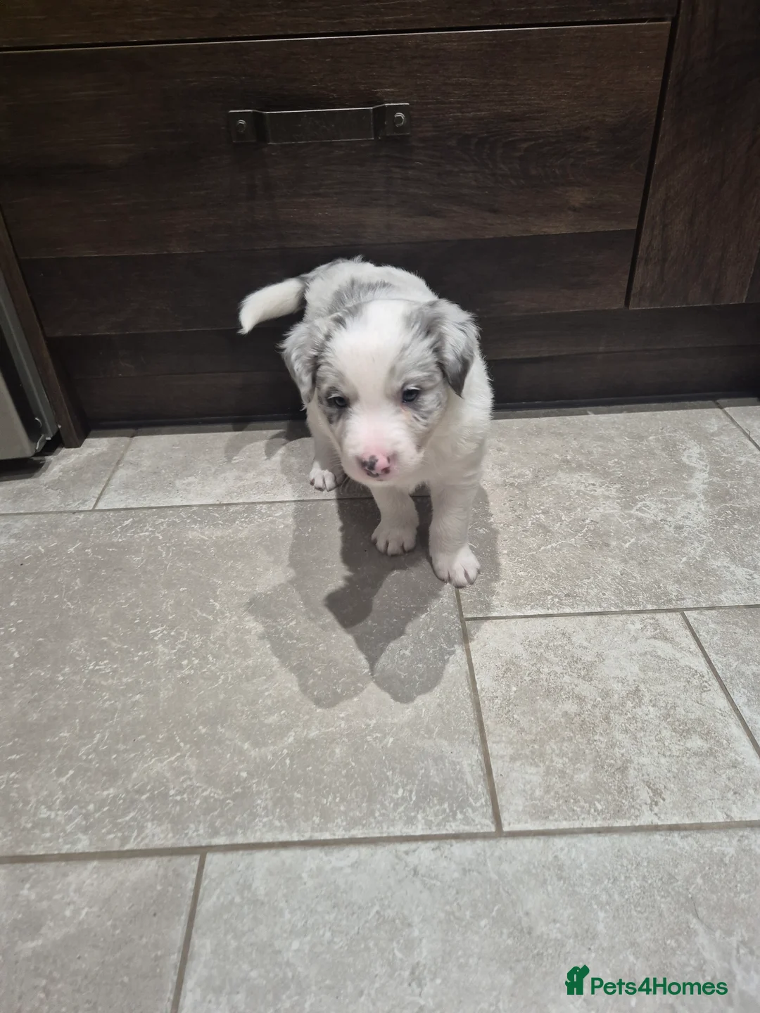 Border Collie dogs for sale: Beautiful Border Collies. Parents DNA tested.  - Advert 7