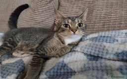 Mixed Breed cats for sale: Beautiful kittens  - Image 12