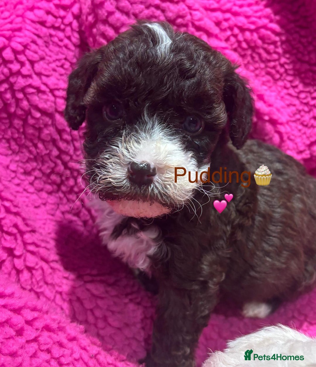 Cockapoo dogs for sale: 💛*COCKERPOO’S READY NOW in Cheshire*💛🏡 - Advert 2